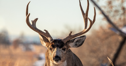How to Sell Your Hunting Land or Farm in Indiana: Tips for a Successful Sale